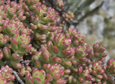 Sedum lucidum